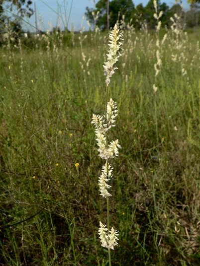 {Froelichia floridana}